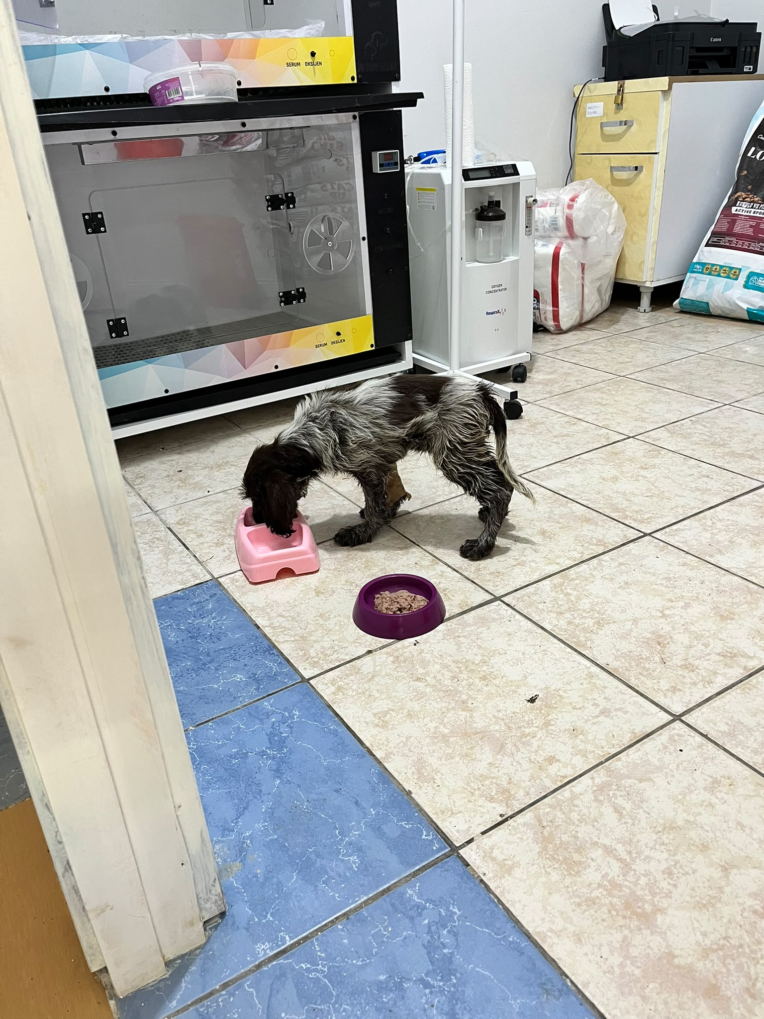 Köpeklerde Kanlı İshal (Parvovirus): Belirti ve Tedavi